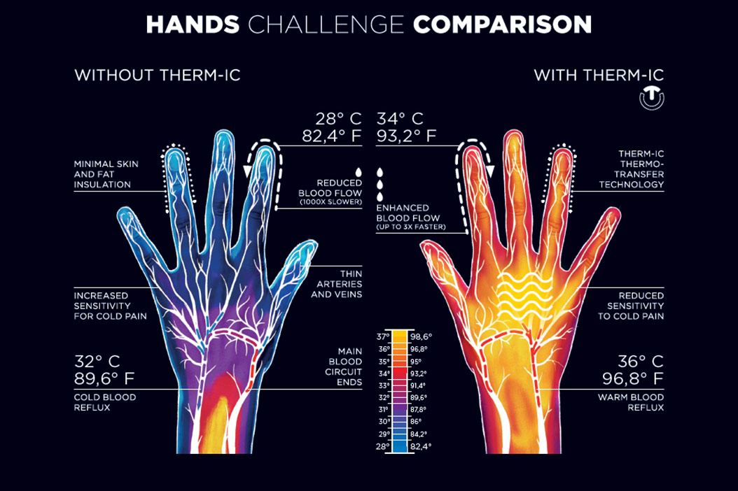 What Is Thermoregulation? - Therm-ic